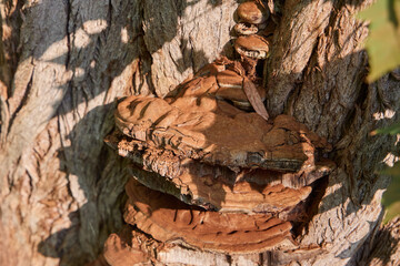 Large brown bracket fungus growing on a rough bark of a living tree trunk in a forest under direct sunlight. © beautiful-photo.de