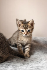 Cute small, gray kitten on a plain background © ketrin