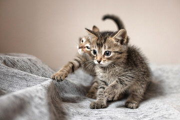 Cute small, gray kitten on a plain background © ketrin