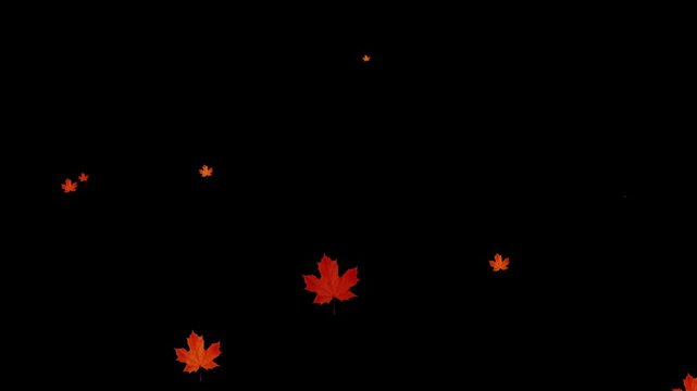 Falling yellow leaves overlay on a black background. Falling autumn maple leaves realistic.3 D rendering. Maple Leaf falls animation. Autumn maple leaves fall in the background. 