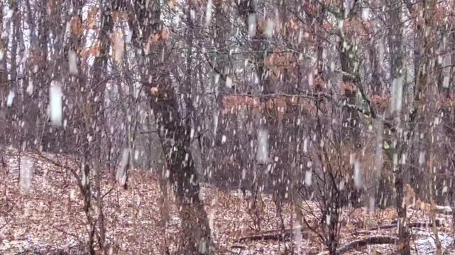 Heavy Snowfall in Winter Forest 