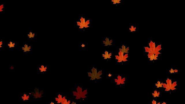 Realistic 3D falling maple leaves animation with alpha channel. Maple Leaf falls animation. Autumn maple leaves fall in the background. autumn leaves. Small leaves fall off. 