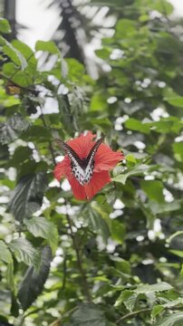 butterfly on a leaf