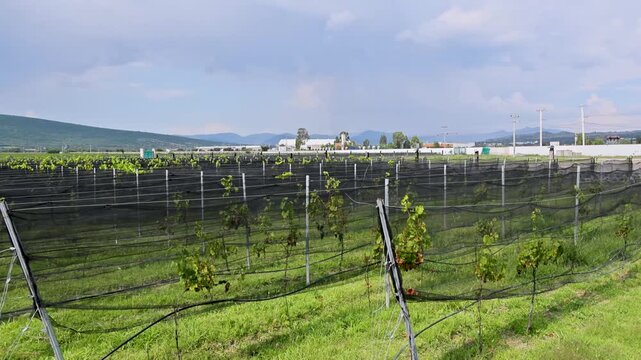 Queretero Vineyard Landscape With Grape Vines And Trellis Structures