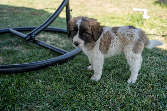Adorable Young Puppy Outdoors on Green Grass.