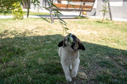 Adorable Young Puppy Outdoors on Green Grass.