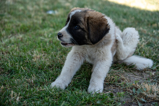 Adorable Young Puppy Outdoors on Green Grass.