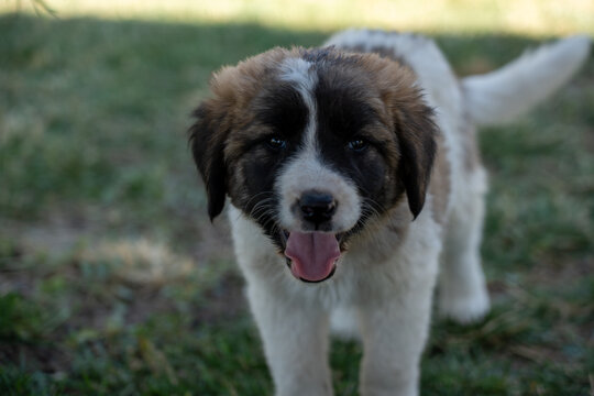 Adorable Young Puppy Outdoors on Green Grass.