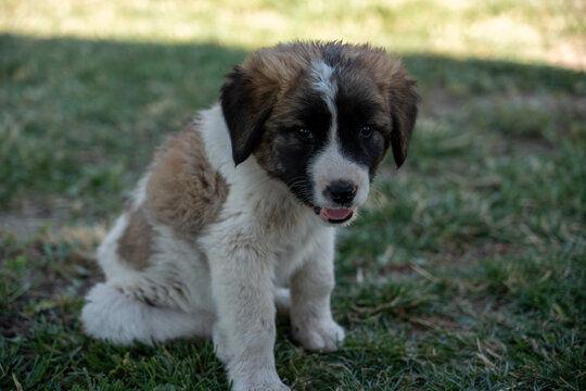 Adorable Young Puppy Outdoors on Green Grass.