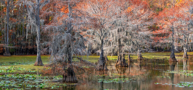 Bald cypress trees in autumn colors at Caddo Lake