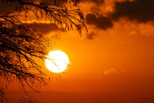 Branches silhouetting against a vibrant sunset sky