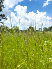 Obraz premium Tall green grasses in a meadow under a bright blue sky