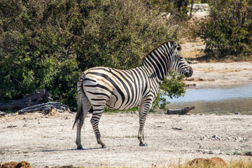 zebra © Full Circle Design