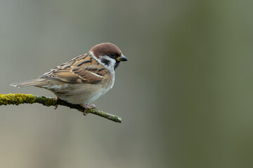 Eurasian Tree Sparrow Perched on a Lichen-Covered Branch © DK Visuals 