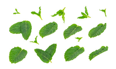 Mint leaves isolated. Peppermint leaf set, green fresh mint, spearmint menthol plant close up © ange1011