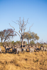 zebras in the bush © Full Circle Design