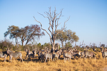 zebras around a tree © Full Circle Design