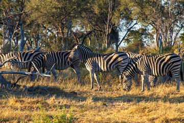 zebras in the savannah © Full Circle Design