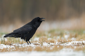 Naklejka premium Common Raven Calling in a Winter Meadow