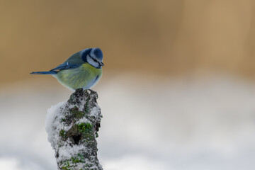 Eurasian Blue Tit Perched on a Snow-Covered Stump © DK Visuals 