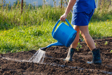 Woman waters young green plants with blue watering can © schankz