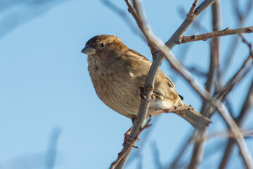 Naklejka premium Small brown bird perches on bare tree branch