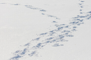 Naklejka premium Snowy ground with distinct animal tracks receding into distance