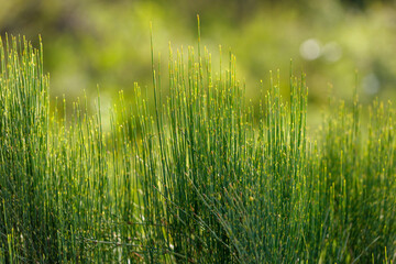 Naklejka premium Tall green grasses sway gently in soft sunlight