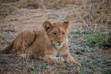 lion cub in the wild © Full Circle Design