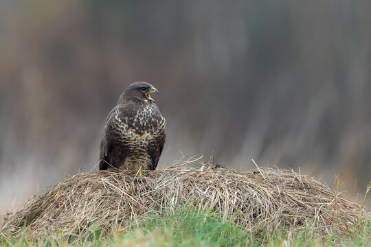 Common Buzzard Calling from a Haystack