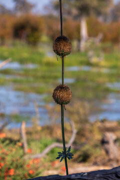 Wild dagga (Leonotis sp.) in dry Botswana woodland
