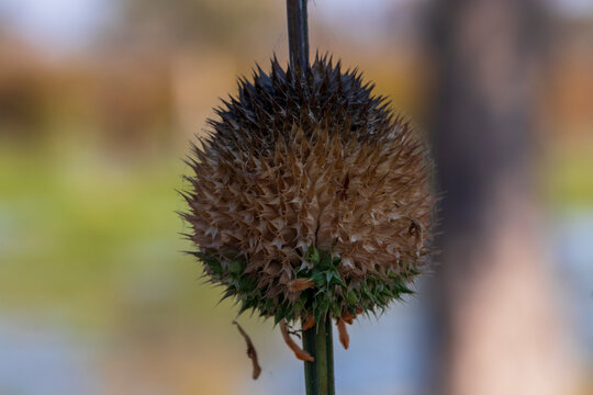 Wild dagga (Leonotis sp.) in dry Botswana woodland