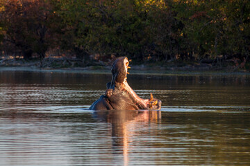 Fototapeta premium Hippos in the water