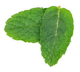 Mint leaves isolated. Peppermint leaf set, green fresh mint, spearmint menthol plant close up © ange1011
