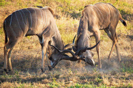 Two kudu bulls sparring