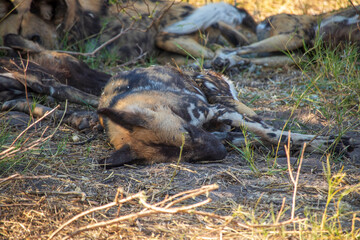 African Wild Dogs in Botswana © Full Circle Design