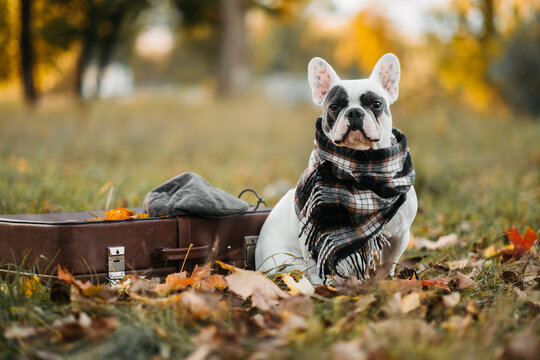 A cute French bulldog wearing a scarf sits next to a vintage suitcase in an autumn park. Concept for traveling with a cute pet in nature.