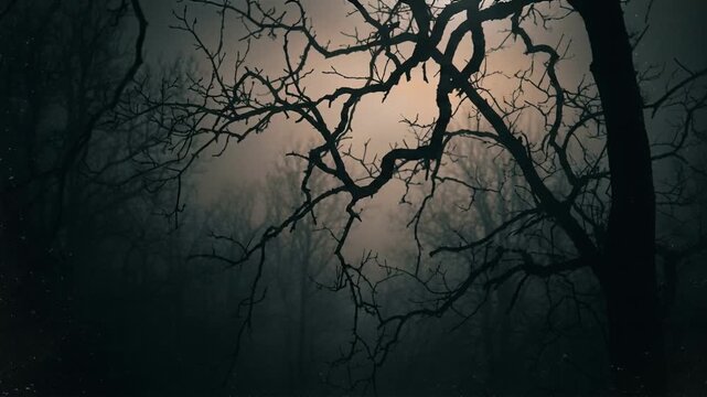 Bare tree branches silhouetted against a dark forest and glowing moon. Eerie atmospheric moonlight shining through heavy night fog. Halloween 2026 spooky holiday night and horror concept.
