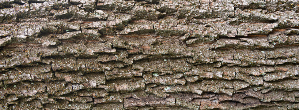 Old bark tree texture. Natural wood surface pattern, old tree skin