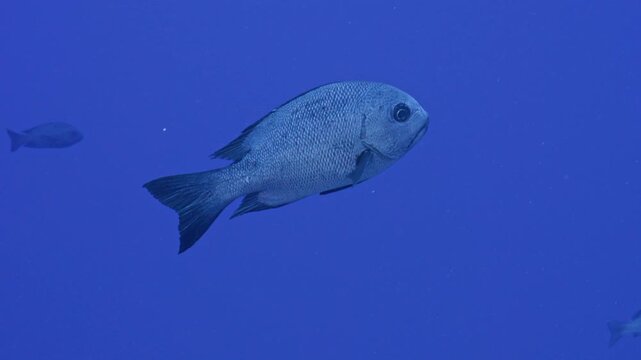 Single chub swimming open water.
