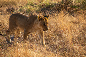 Lion in Botswana © Full Circle Design