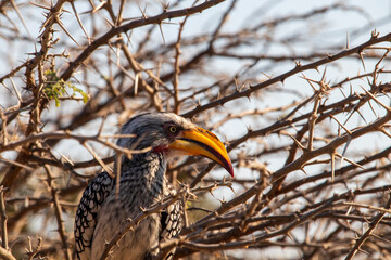 Naklejka premium hornbill bird in Botswana