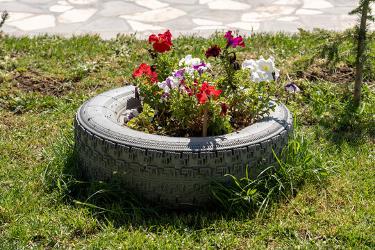Title (EN): Colorful Petunia Flowers Blooming in a Recycled Tire Garden Planter.