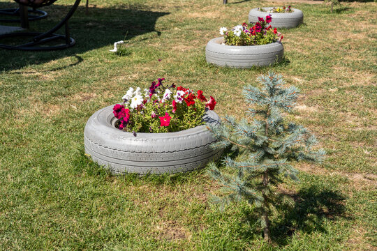 Title (EN): Colorful Petunia Flowers Blooming in a Recycled Tire Garden Planter.