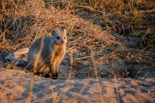 mongoose