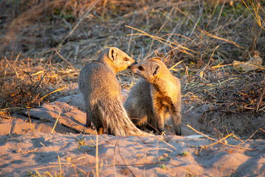 mongooses kissing