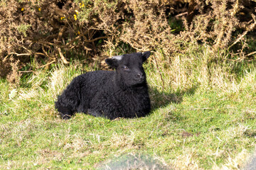 Black lamb resting in grass © fluffandshutter