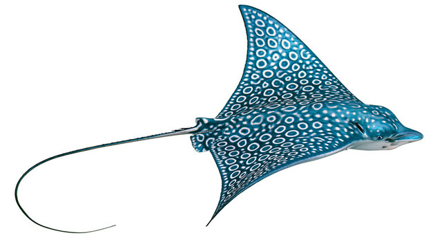 Isolated spotted eagle ray, beautiful marine animal gracefully swimming and gliding