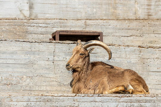 Barbary sheep resting on a ledge