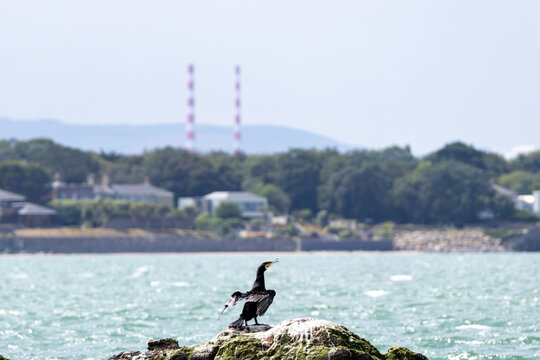 Great cormorant drying its wings